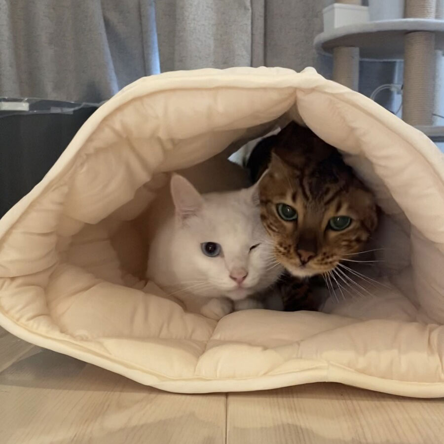 ふとんやの作ったペット用布団