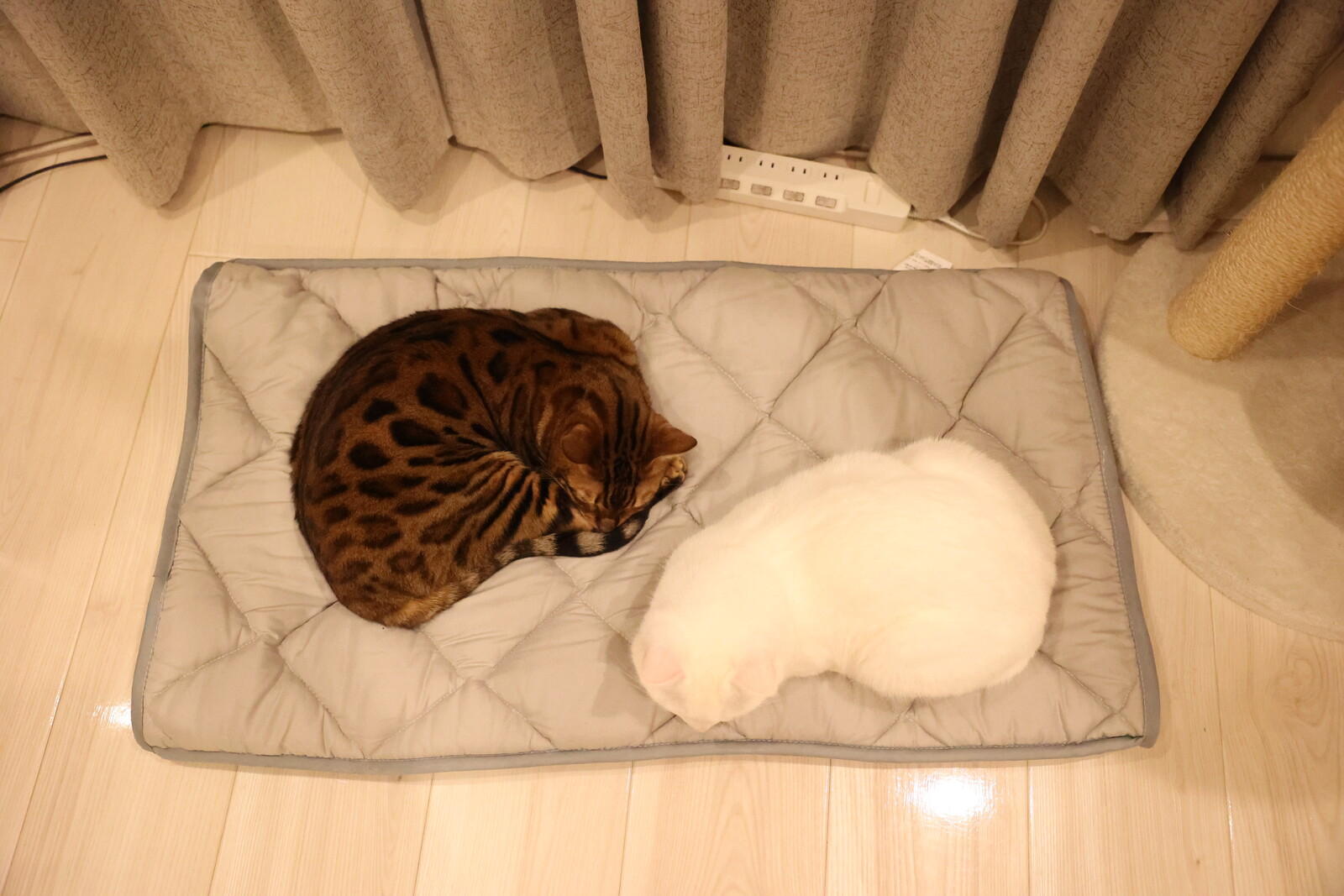 ふとんやの作ったペット用布団