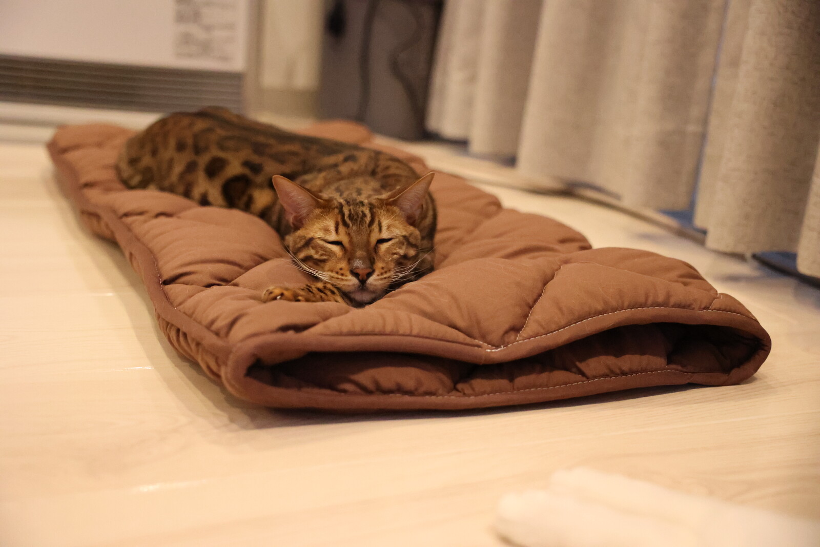 ふとんやの作ったペット用布団