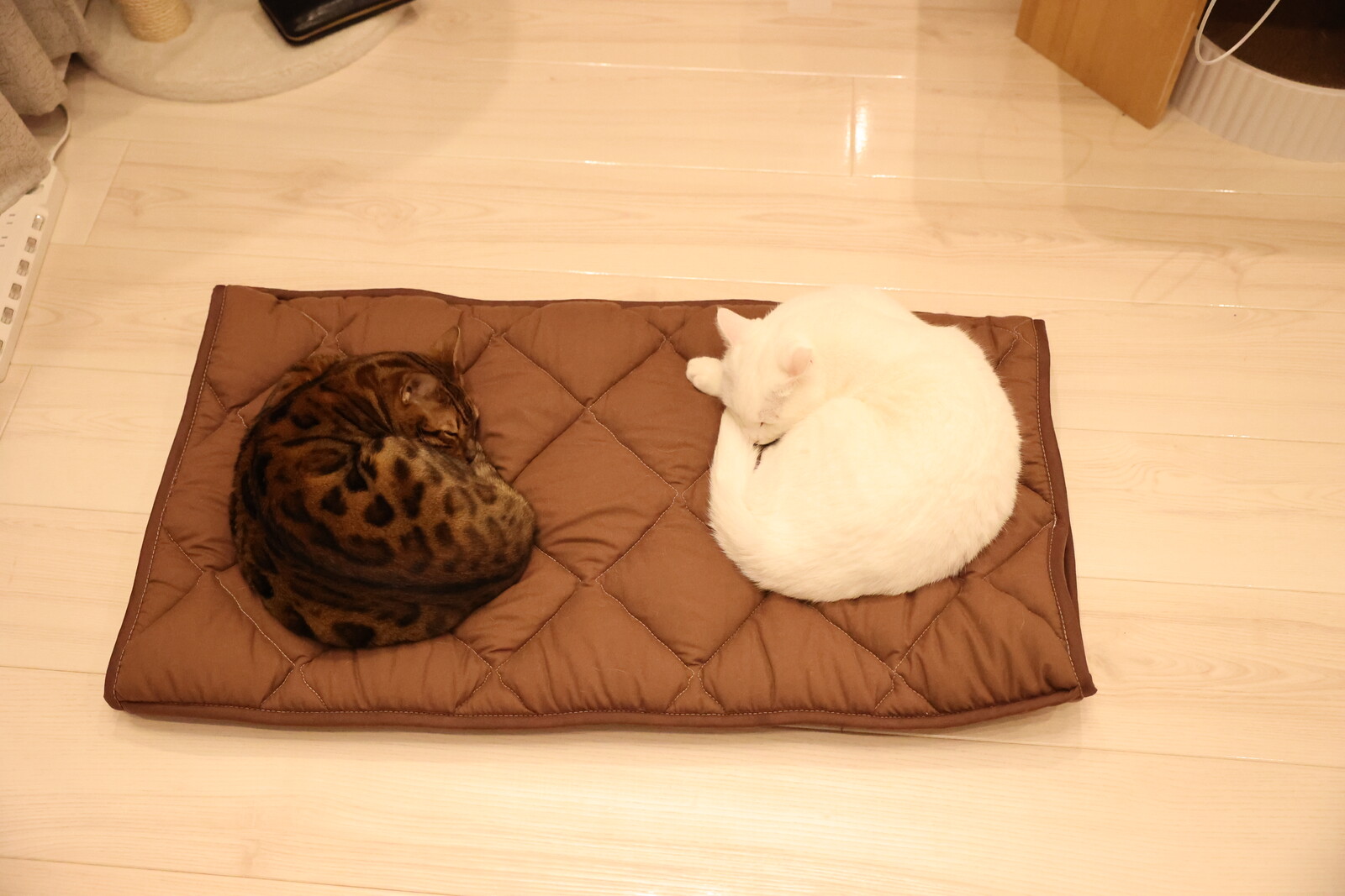 ふとんやの作ったペット用布団