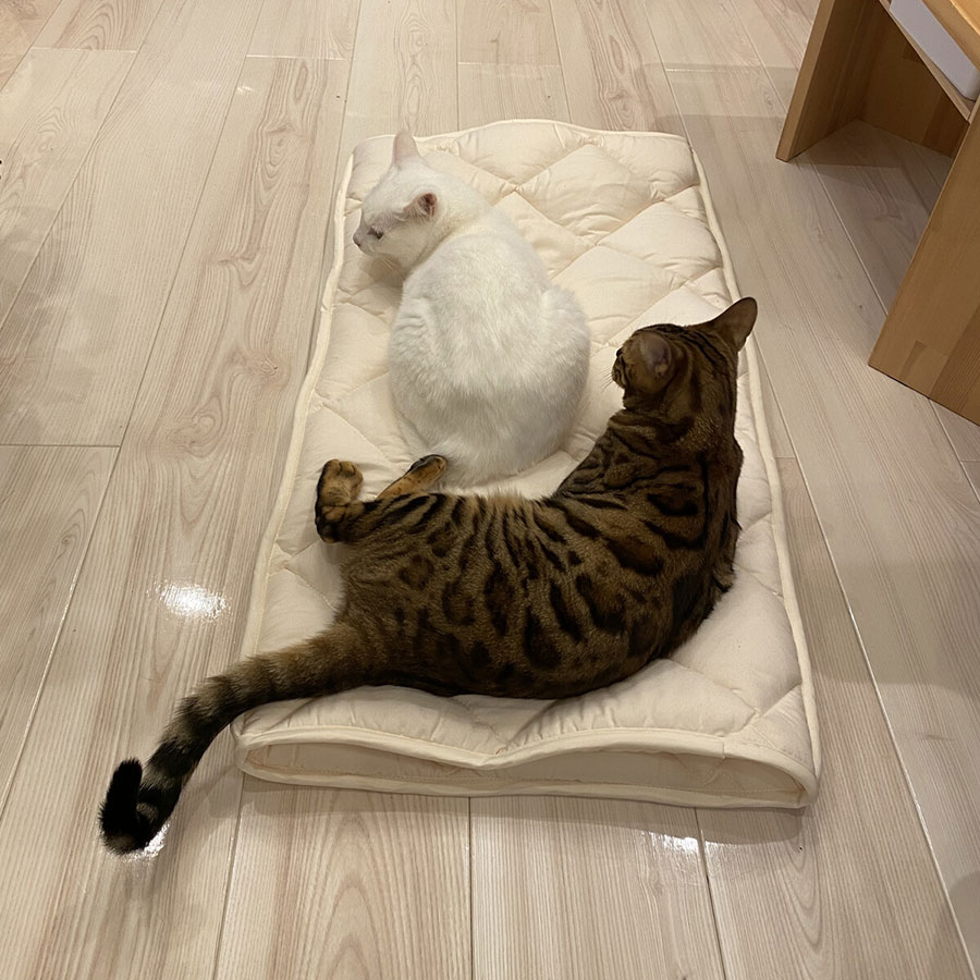 ふとんやの作ったペット用布団