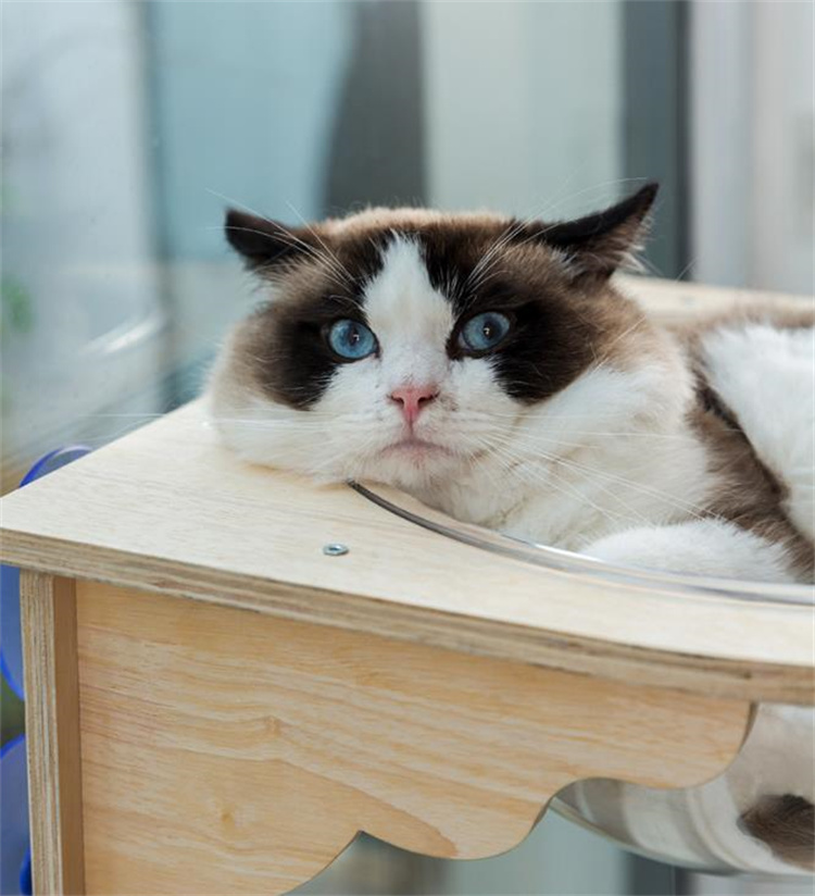 猫用ハンモック